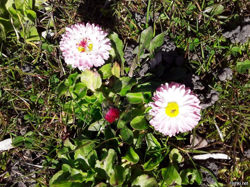 Чем укурились???? Вот мои фото. Первое 13 февраля, второе 26 февраля, далее 20 марта, цветение 4 апреля и 11 апреля уже деревья в полную силу, персик цветёт и много цветов. Одуванов куча, просто не выгружала с телефона. И последняя... внимание! 26 января этого года. Так что не стоит говорить за всех. Страна у нас большая и климат очень разнится, не говоря уж о просто погоде. Да, если что, у нас тут совсем не юга, а дикий, дикий Запад. )))