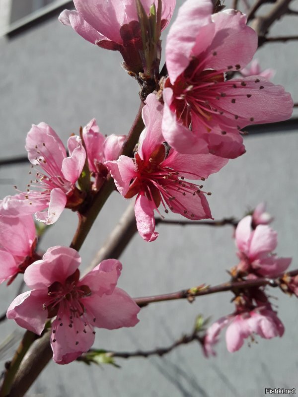 Чем укурились???? Вот мои фото. Первое 13 февраля, второе 26 февраля, далее 20 марта, цветение 4 апреля и 11 апреля уже деревья в полную силу, персик цветёт и много цветов. Одуванов куча, просто не выгружала с телефона. И последняя... внимание! 26 января этого года. Так что не стоит говорить за всех. Страна у нас большая и климат очень разнится, не говоря уж о просто погоде. Да, если что, у нас тут совсем не юга, а дикий, дикий Запад. )))