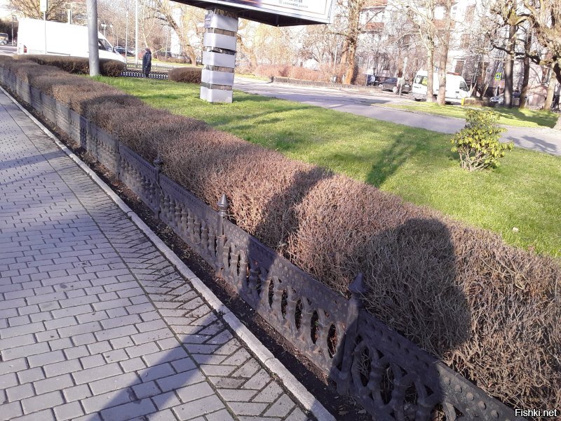 Чем укурились???? Вот мои фото. Первое 13 февраля, второе 26 февраля, далее 20 марта, цветение 4 апреля и 11 апреля уже деревья в полную силу, персик цветёт и много цветов. Одуванов куча, просто не выгружала с телефона. И последняя... внимание! 26 января этого года. Так что не стоит говорить за всех. Страна у нас большая и климат очень разнится, не говоря уж о просто погоде. Да, если что, у нас тут совсем не юга, а дикий, дикий Запад. )))