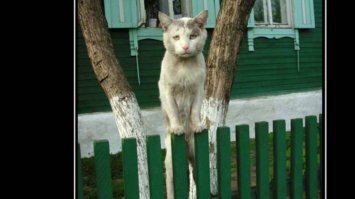 Смешные картинки и не очень