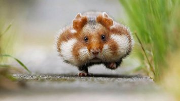 Смешные картинки и не очень