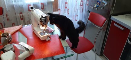 15 хвостатых помощников, с которыми любая работа по плечу 