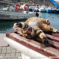 У нас даже памятник такому коту есть.