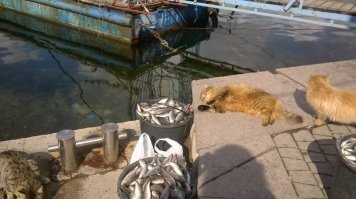 У нас даже памятник такому коту есть.
