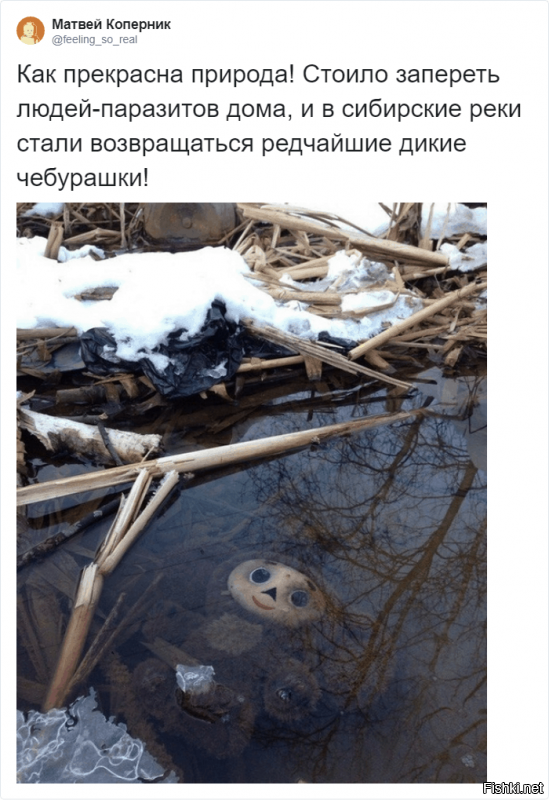 Чебурашки на родину потянулись.