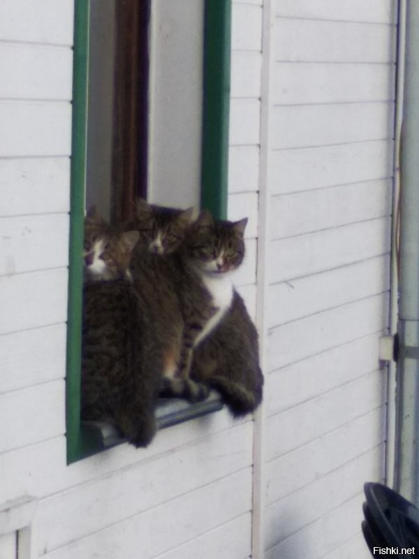 тоже приютил на зиму...