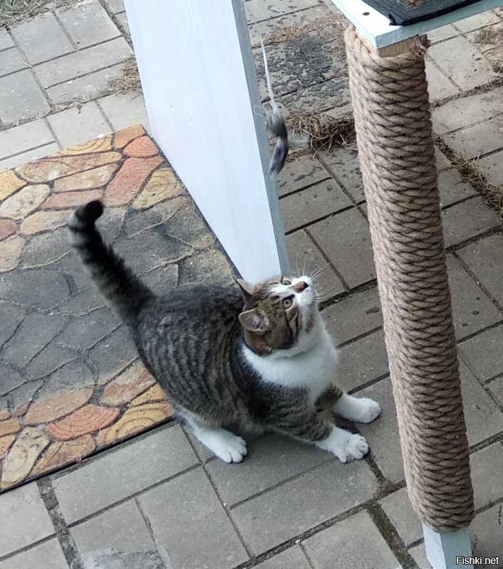 тоже приютил на зиму...