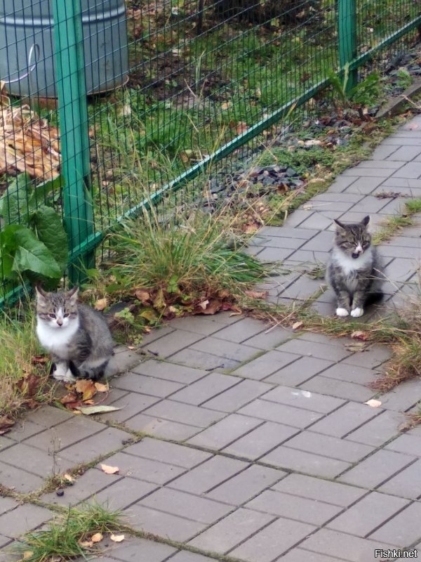 тоже приютил на зиму...