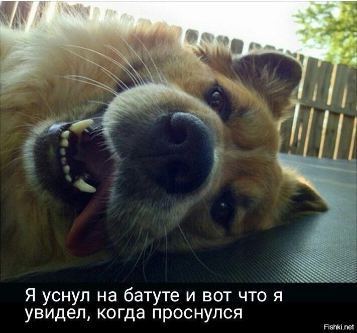Прикольные и смешные картинки