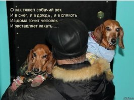 Прикольные и смешные картинки