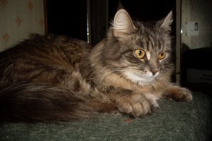 Моя кошка-член семьи. За 14 лет стала просто родной.