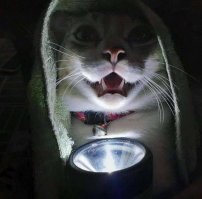 Бездомная кошка доверила кормившей ее женщине судьбу своих котят