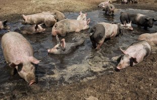 Такие соседи есть у каждого.