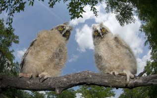 - Ты его знаешь? Чего он тут сидит, всё гнездо занял и фантиками шуршит, в жопу фанариками светит,  уже которую неделю?
- Не, чувак, но мама сказала, чтоб не пугались, он тихий и на ошурки от его еды мыши охотно идут...
- Ааа..