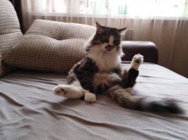 У одного знакомого кота их четыре!