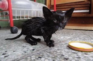 Пришел за мной с улицы. Я его искупал. Неплохо получилось