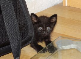 Пришел за мной с улицы. Я его искупал. Неплохо получилось