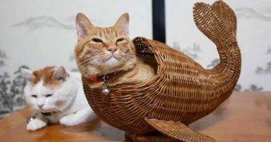 Кошка, которая всегда мечтала стать русалкой