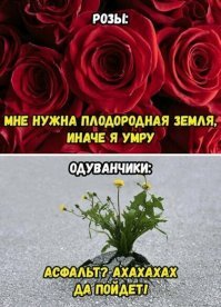 Прикольные и смешные картинки