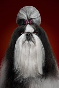 Выглядит, как старый кунг-фу мастер, которого оскорбил залётный раздолбай.