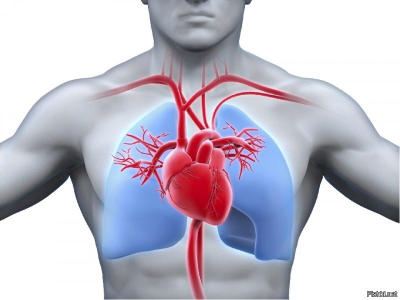 Сердце человека находится в центре грудной клетки...