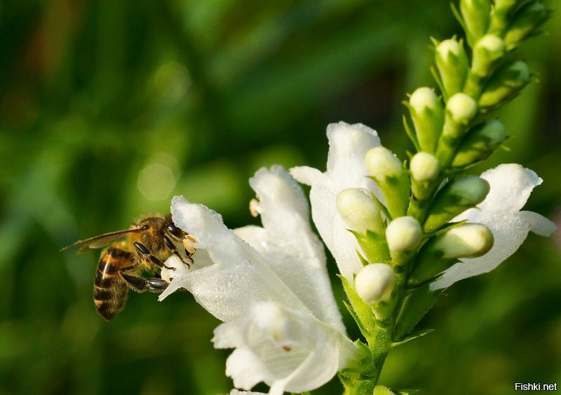 Лазер, Марк-2, крутое стекло... А вот нет у меня таких наворотов, все намного проще (кликабельно):