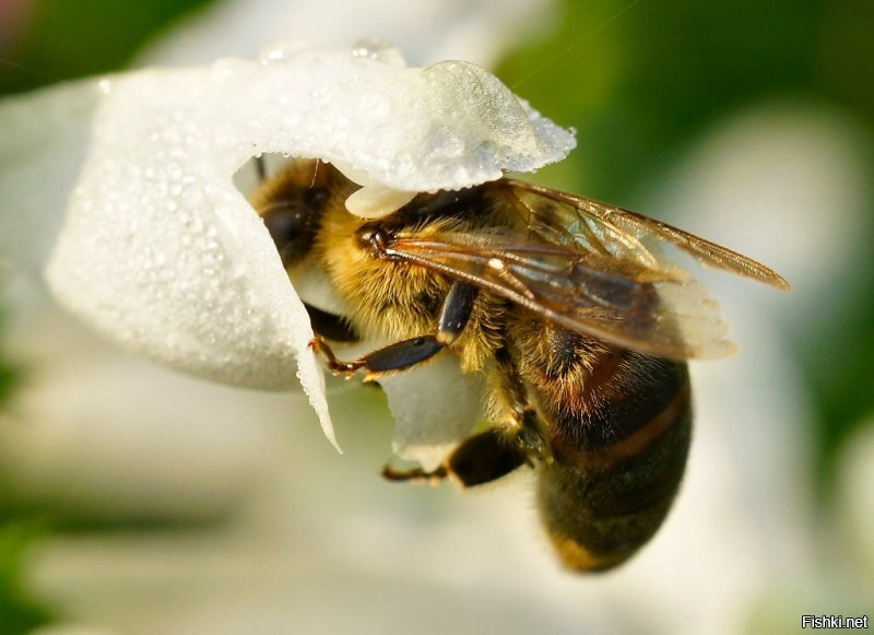 Лазер, Марк-2, крутое стекло... А вот нет у меня таких наворотов, все намного проще (кликабельно):