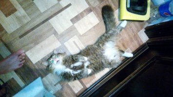 мой тоже любит так спать)))