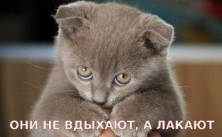 Тюменцев и тюменок попросили не дышать водкой