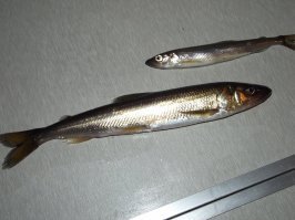 Ловля толстолоба