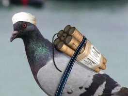 Испанские военные показали пробоину в самолете после столкновения с птицей