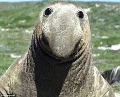 Это слон. правда морской