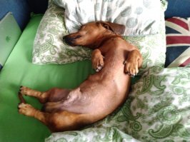 Эти хитрые животные решили, что хозяйская постель удобнее