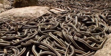 Деревня где живут исключительно женщины должна называться серпентарий и ни как иначе)