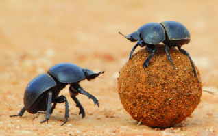 Что-то цвет напоминает...