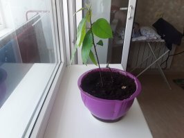 Всех приглашаю на сбор урожая авокадо осенью