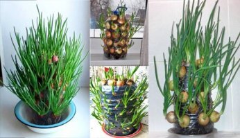 Огород на подоконнике:  7 вкусных и полезных растений для квартиры