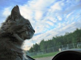 Раз с первого этажа, со своим юным котом смотрели как три заскорузлых кота по очереди совокуплялись с кошкой, и конечно его заинтересовало и он начал как самец на подоконнике дыбить шерсть и урчать на соперников, коты тоже это увидели, что кто там шипит и отвлекает их от дела, и по глупости отпустил его - дверь открыл... И смотрел в окно как вожак, черный кот пару тройку раз въехал моему, хорошо обошлось без сильных побоев, но уроком мне, что нельзя провоцировать котейку