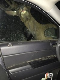 один из них олень.