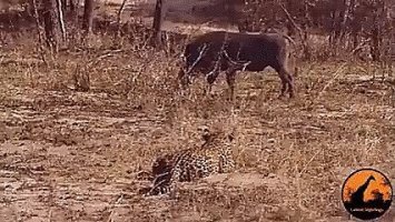 Фаст фуд