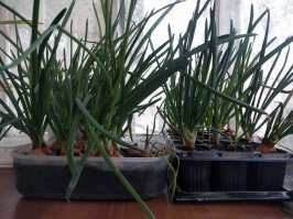 Ну рас такие пляски начались. Моя луково/чесночная плантация на балконе. Первый год попробовал, прикольно в салаты весенне/летние своего лука зеленого, почувствовал себя фермером.