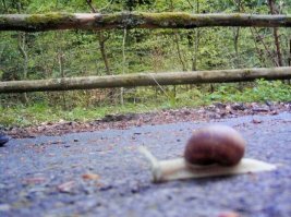 фото из камеры фотофиксации нарушений ПДД Эстонской ССР?)))