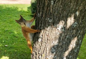 «Осторожно, белки»
Петергоф, 2019