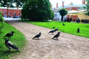 Был в Питере прошлым летом. Потрясающий город!!