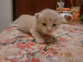 Она еще и мышей ему носит
(живых мышей  )