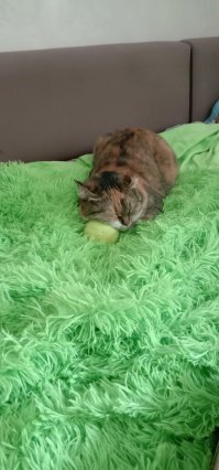 Имеет непреодолимую страсть к ноутбуку жены