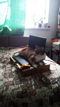 15 хвостатых любимцев, которые решили немного повредничать