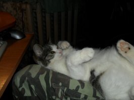 А мой на ногах вверх пузом лежит.