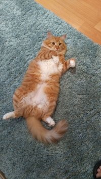 а мой не сидит на ногах))) только на полу кверху пузом лежит))))))))))))))