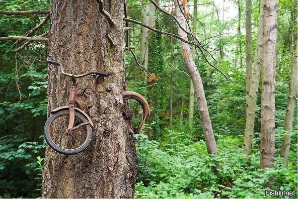 Чё такого? Нормальное дерево. Сожрало велосипедиста, а велосипед потом выплюнет.
